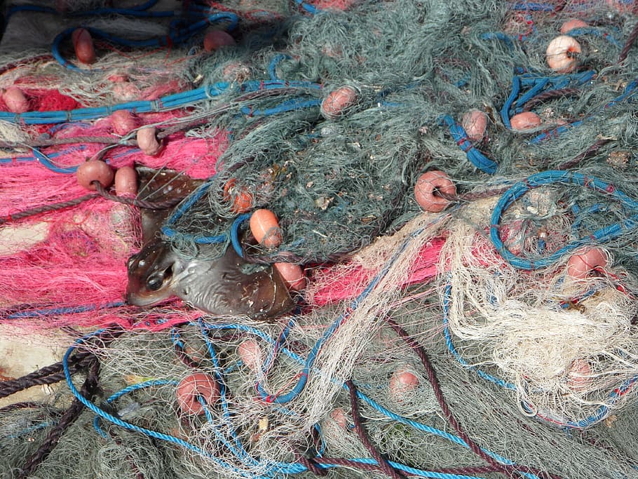 Fishing Nets, Caught, By Catch, fang, no people, day, close-up HD wallpaper