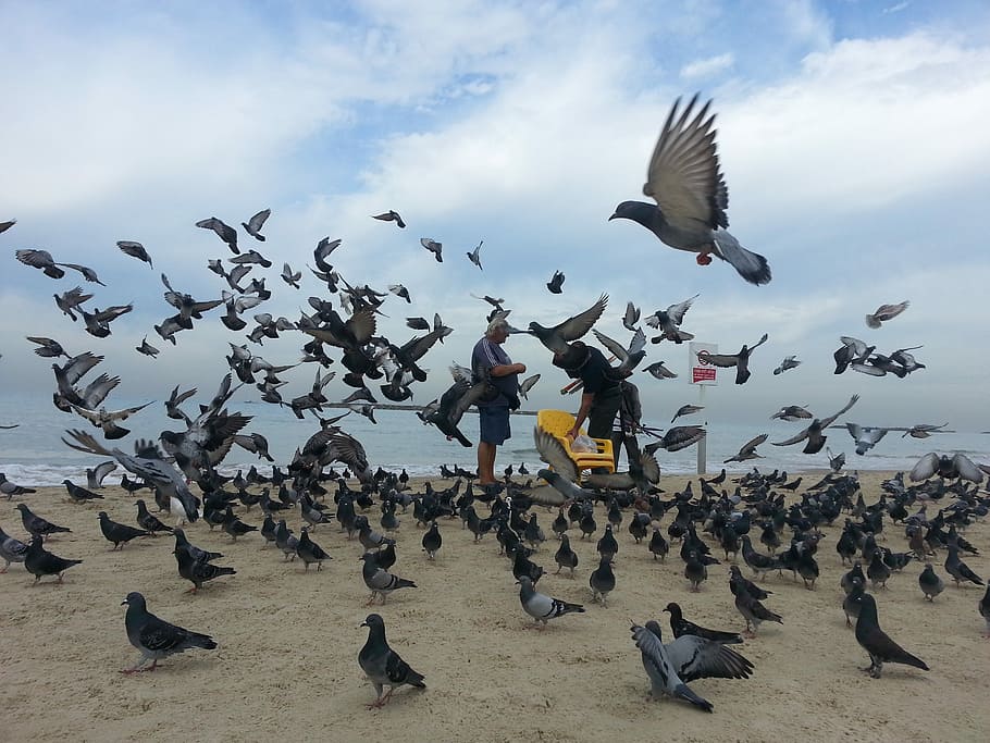 Wallpaper Dove pigeon flight sky Animals 4472