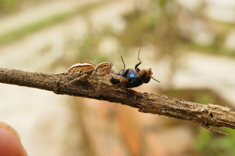 nature, insects, spider, fly, the, virginia, quindio, colombia HD wallpaper