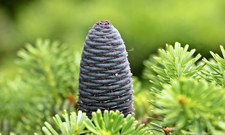 fir, pine cones, blue tap, needles, conifer, green, nature HD wallpaper