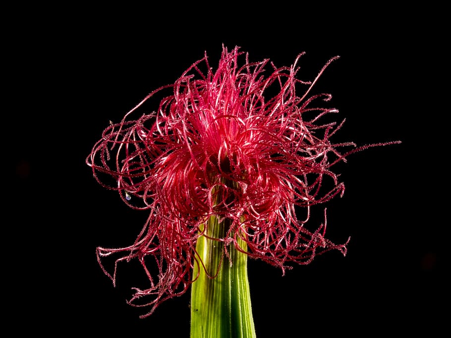 Corn, Flower, Blooming, corn flower, blooming corn, red, black background HD wallpaper