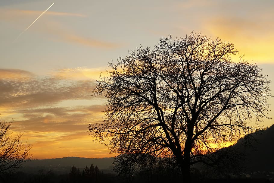 Tree, Twilight, abendstimmung, sunset, silhouette, nature, bare tree HD wallpaper