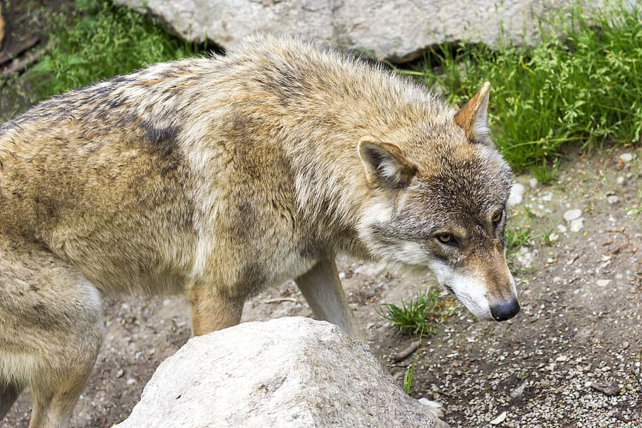 gray wolf, European Wolf, European Wolves, canis lupus, predator, HD wallpaper