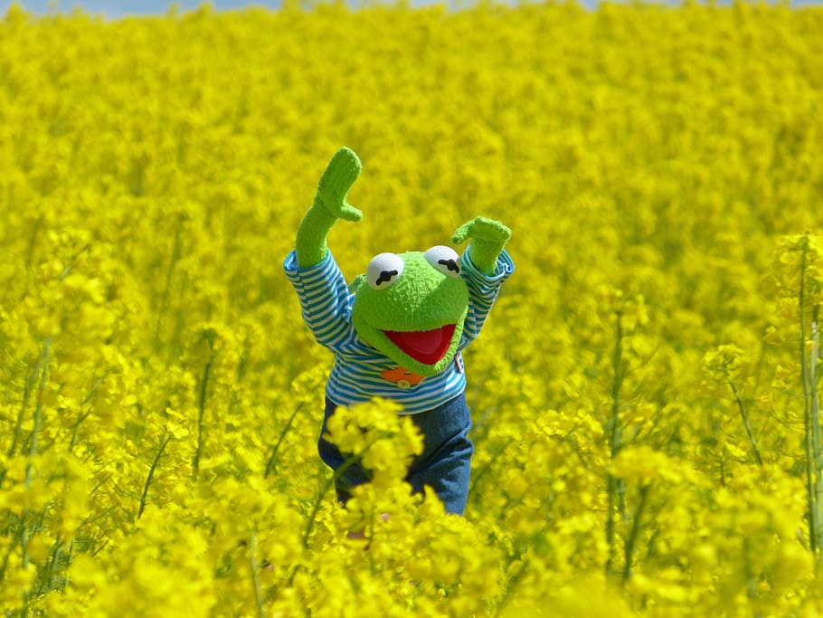 Kermit the Frog plush toy, oilseed rape, field of rapeseeds, yellow