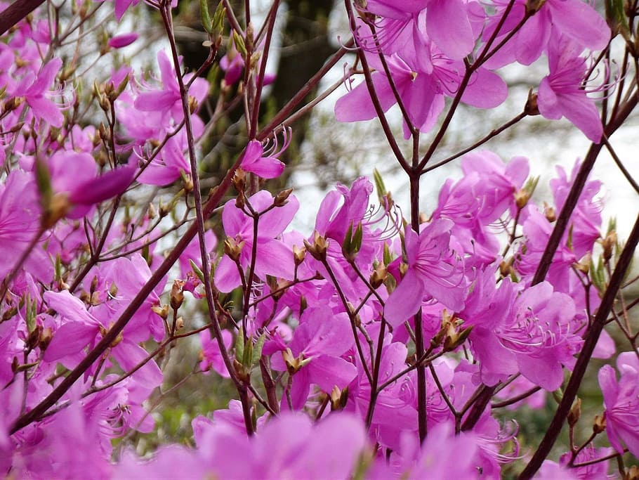 pink, flower, flowers, spring, plant, pink color, flowering plant HD wallpaper