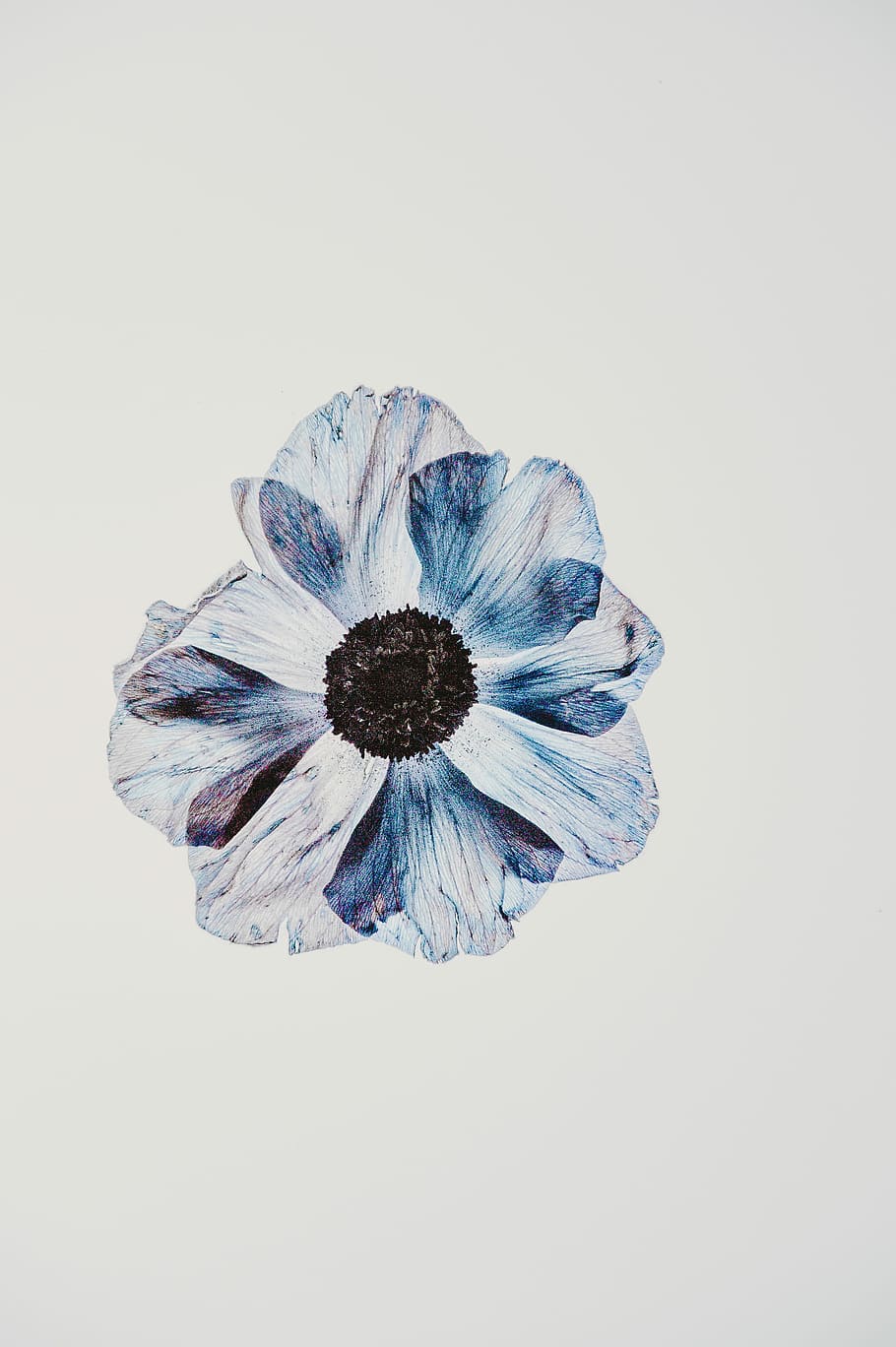 Hd Wallpaper Anemone On Lightbox Whitey And Blue Petaled Flower Painting Wallpaper Flare