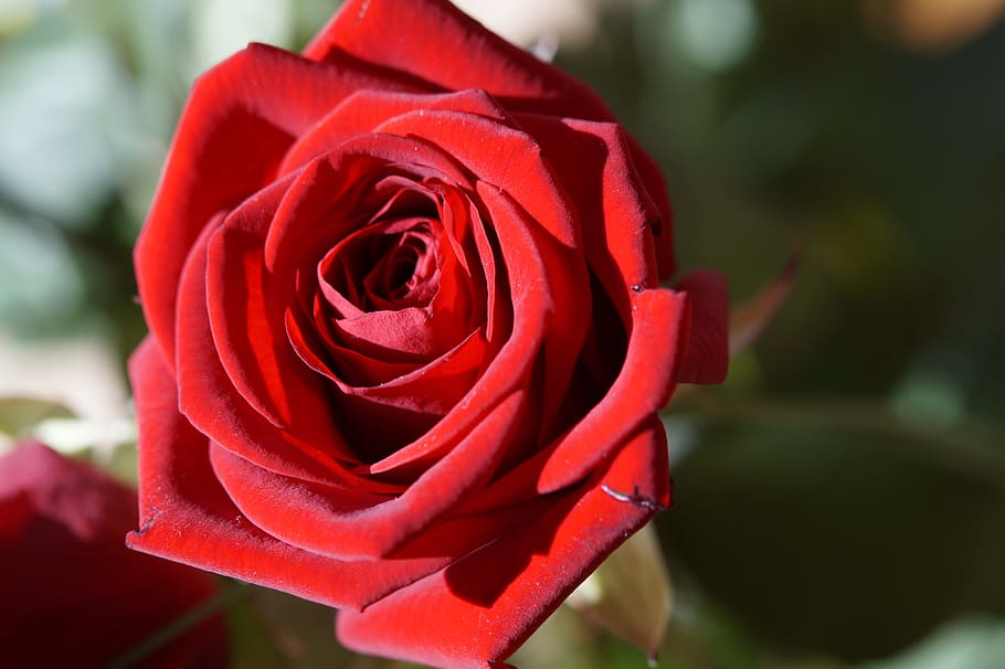 rose, red, red rose, flower, blossom, bloom, rose bloom, plant HD wallpaper