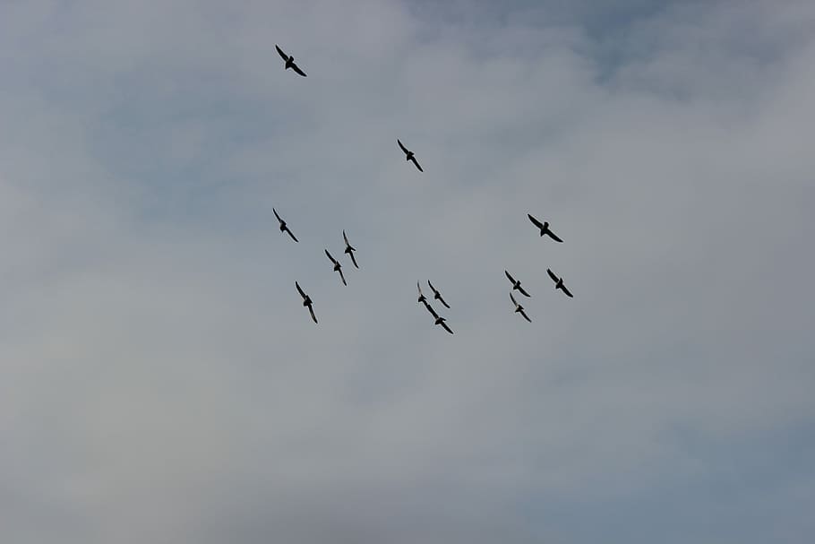 Birds, Flight, Pigeons, Pen, Wings, sky, nature, skies, clouds HD wallpaper