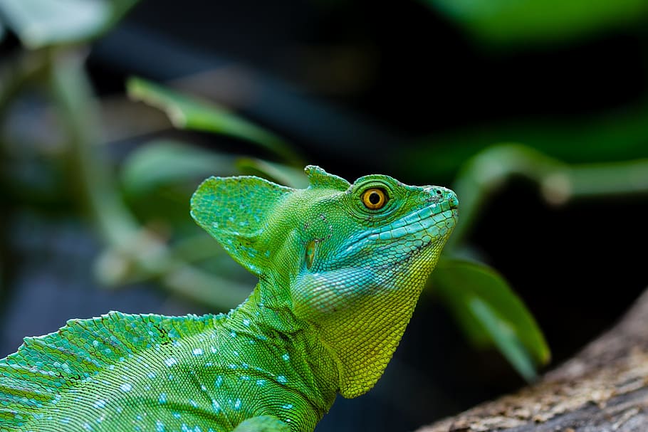 green iguana, close up photo of green iguana, selective focus