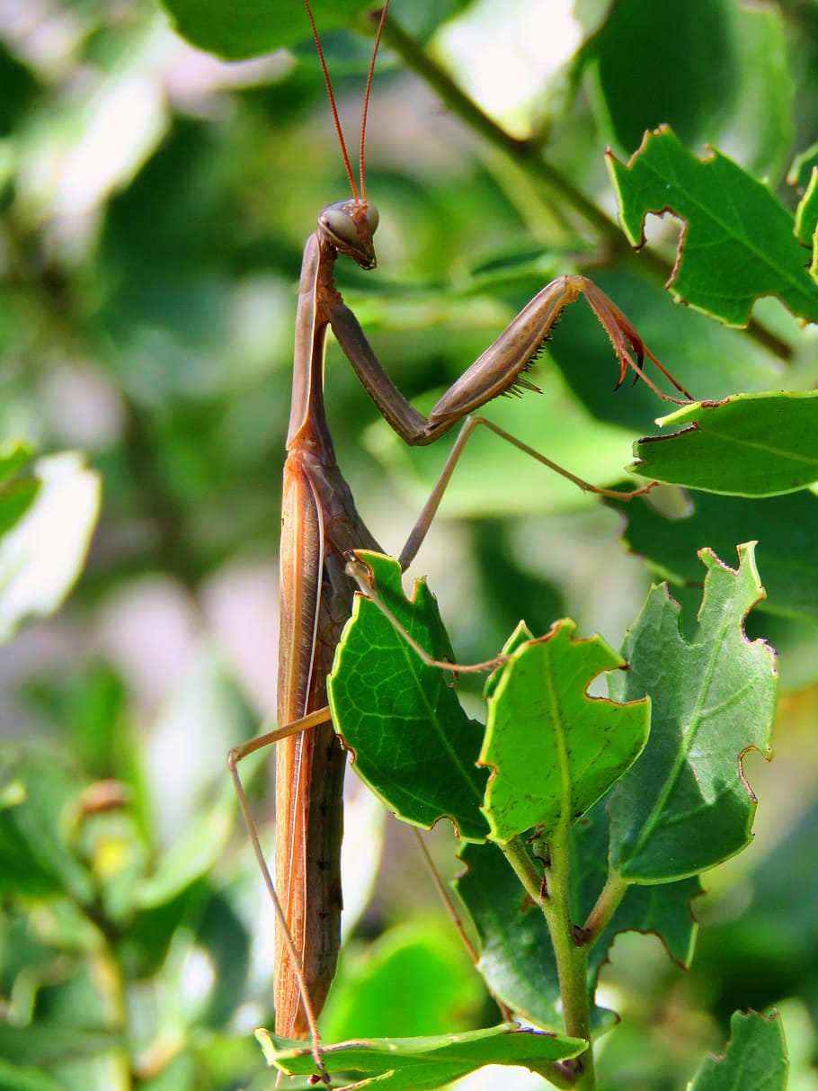 praying mantis, leaf, plant, nature, close, green, leaves, plant part HD wallpaper