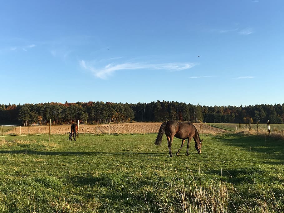 pasture, coupling, horses, graze, horse head, paddock, animal HD wallpaper