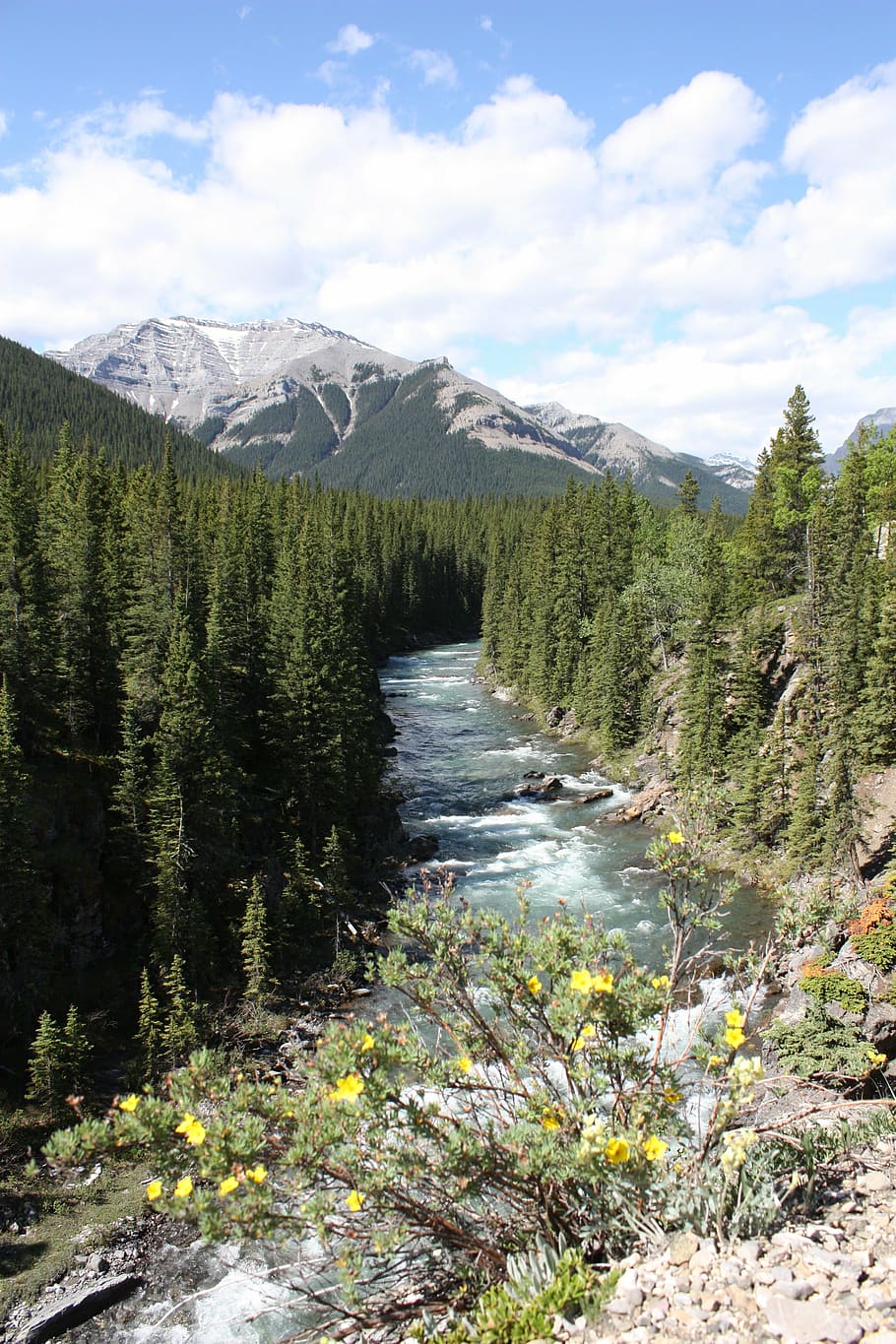 canada, wood, forest, beauty in nature, mountain, scenics - nature HD wallpaper