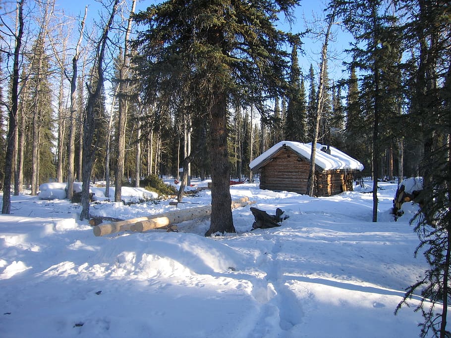denali national park, alaska, landscape, log cabin, winter, HD wallpaper