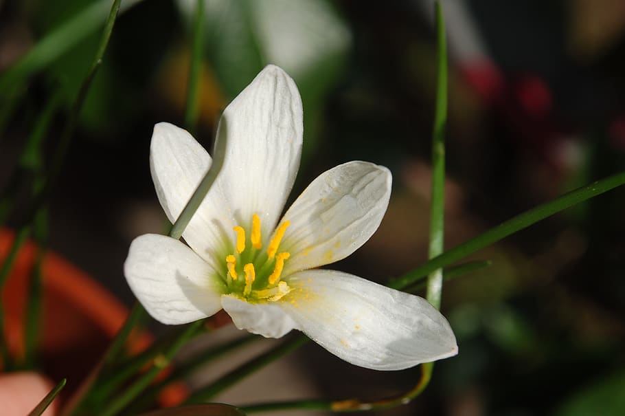 flower, white, nature, flowering plant, freshness, vulnerability HD wallpaper