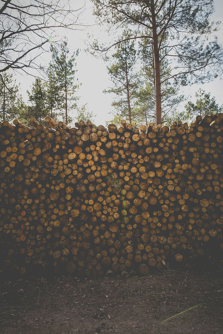 pile of brown firewood cord during daytime, chopped tree logs during daytime HD wallpaper