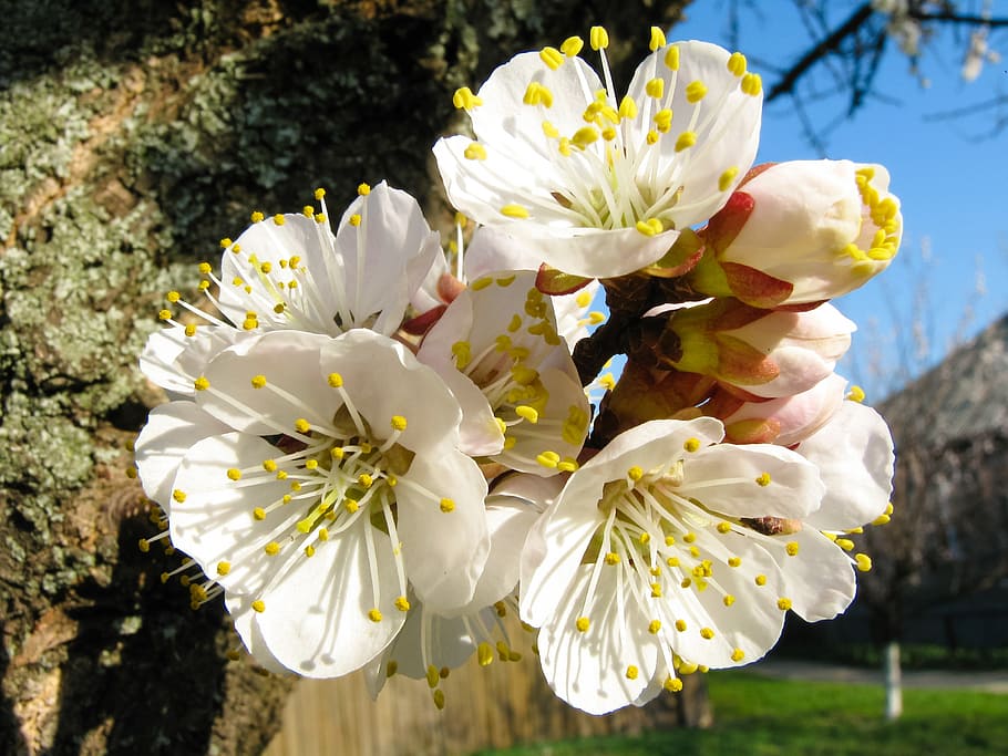 summer, inflorescence, apricot, spring, flowers, bud, white HD wallpaper