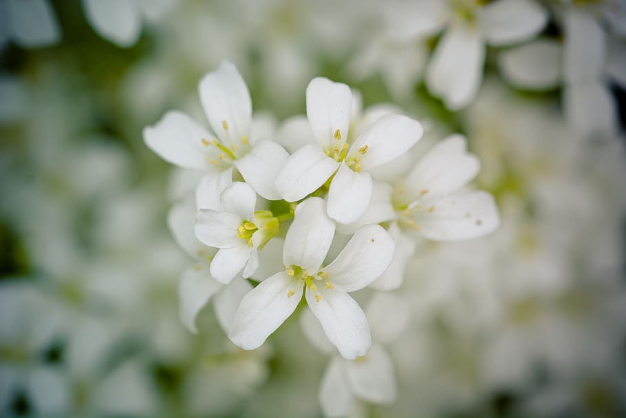 flowers, bloom, spring, white, plant, macro, nature, flora HD wallpaper