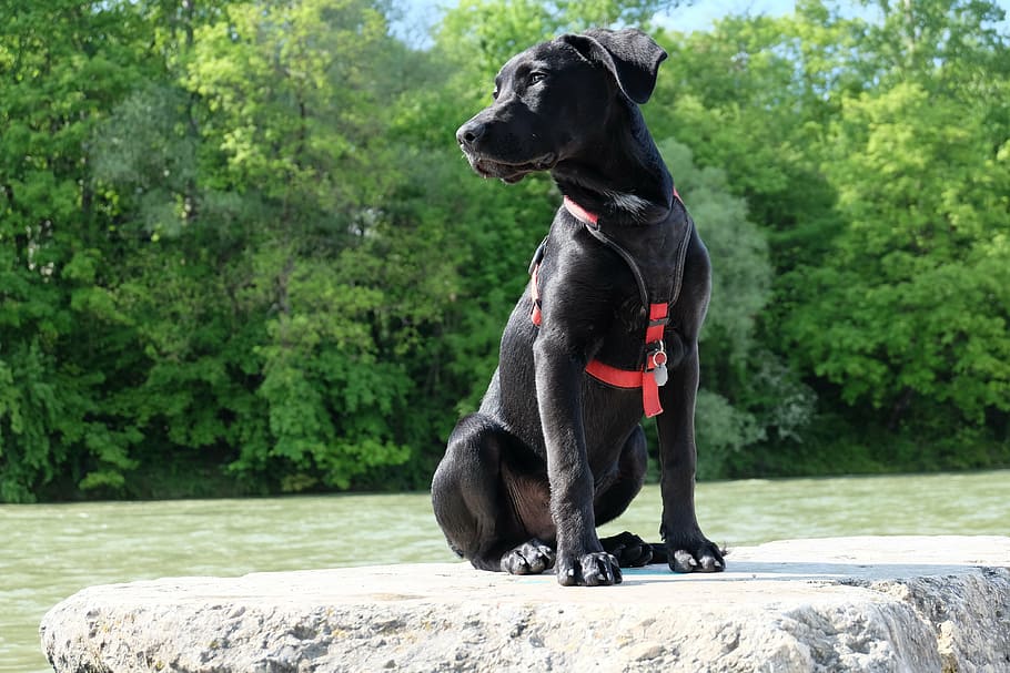 short-coated black dog sitting on rock near body of water during daytime HD wallpaper