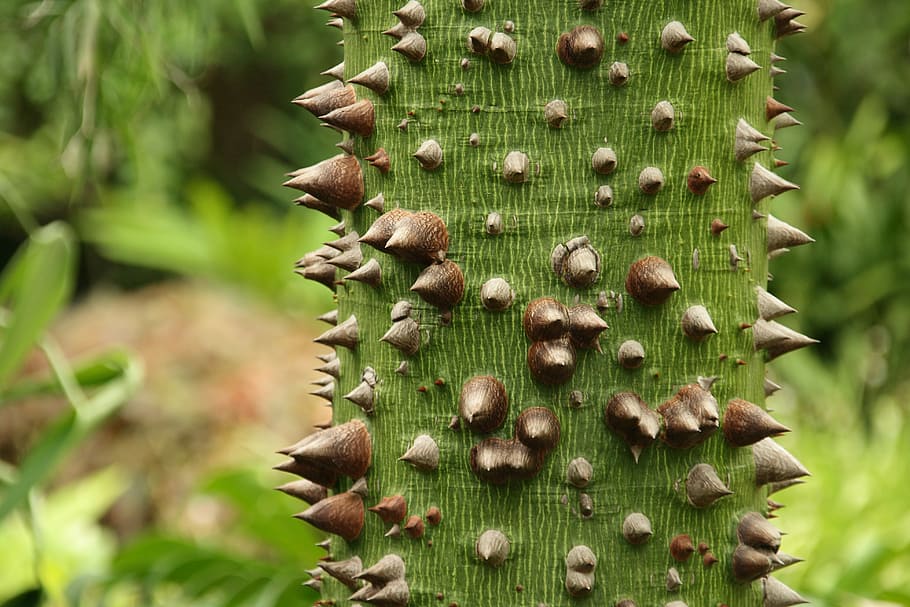 ceiba, thorns, tribe, tree, kapok tree green, log, bark, bombacoideae HD wallpaper