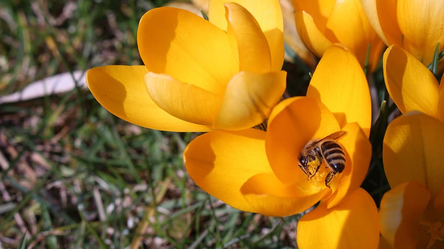Bee, Flower, Crocus, nature, yellow, plant, springtime, petal HD wallpaper