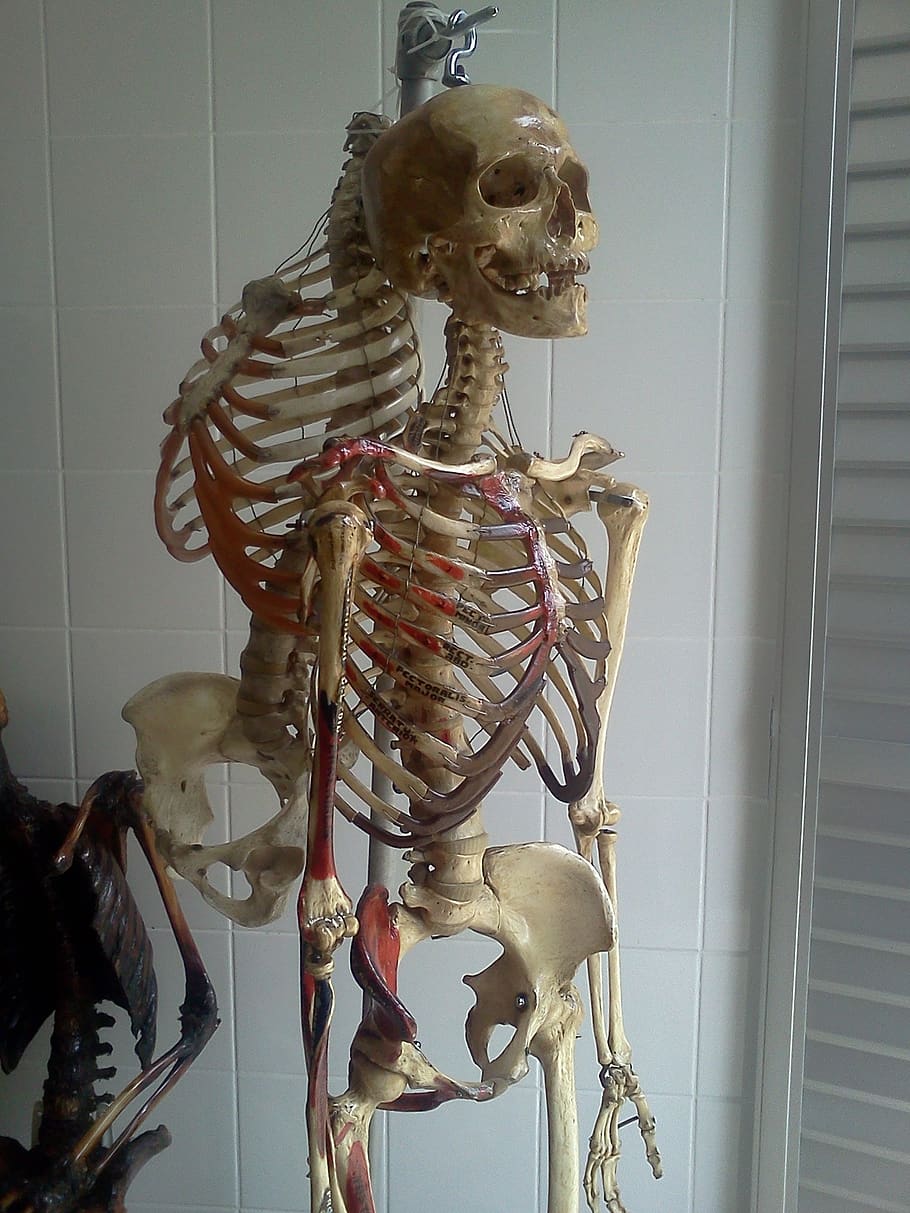 skeleton, lab, anatomy, bones, representation, no people, art and craft HD wallpaper