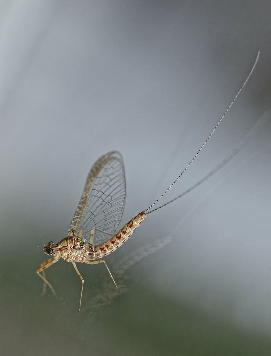 ephemeral, manna, insect, wings, nature, macro, one animal HD wallpaper