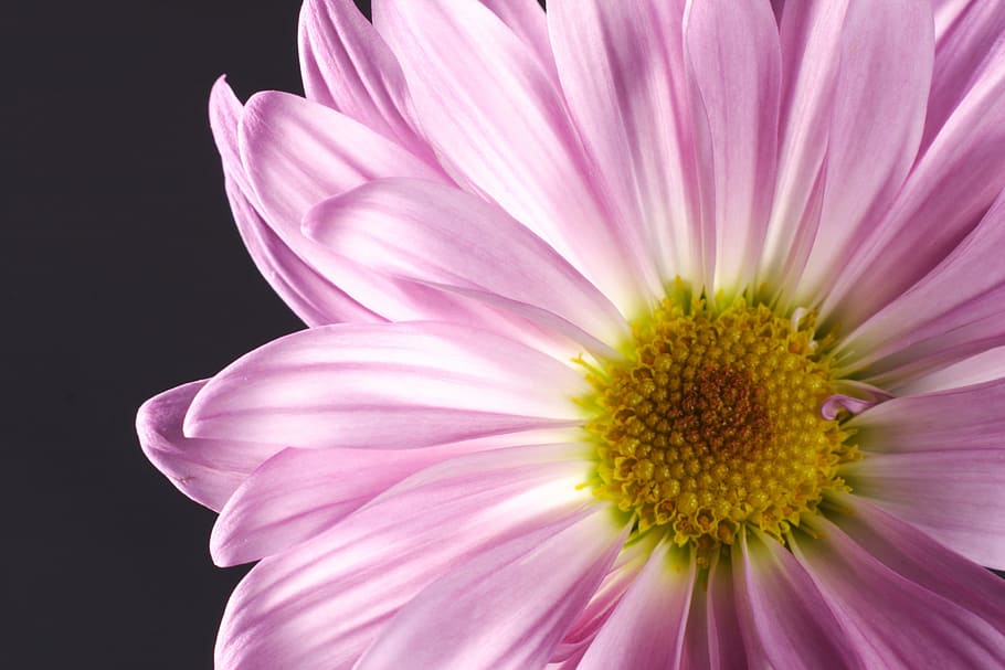 flower, pink, macro, close, petals, floral, bloom, botanical HD wallpaper