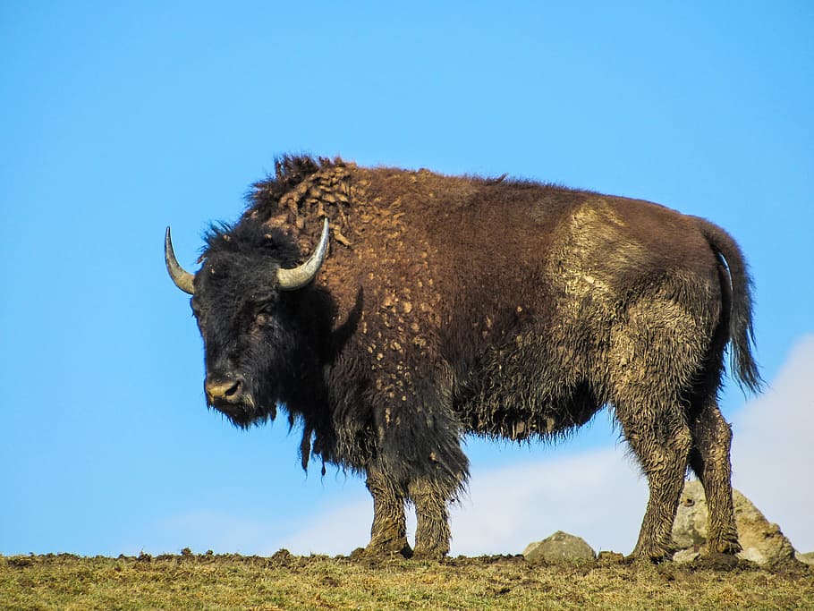 Buffalo, Animal, Wild, animal wildlife, american bison, one animal HD wallpaper