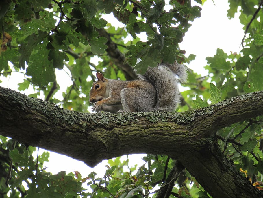 squirrel, tree, nature, eating, animal, cute, wildlife, forest HD wallpaper