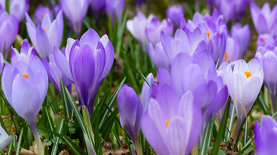 bloom, blossom, crocus, flora, flowers, grass, nature, petals HD wallpaper