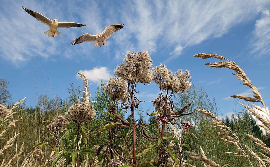 low angle photo of two birds flying under blue sky, nature HD wallpaper