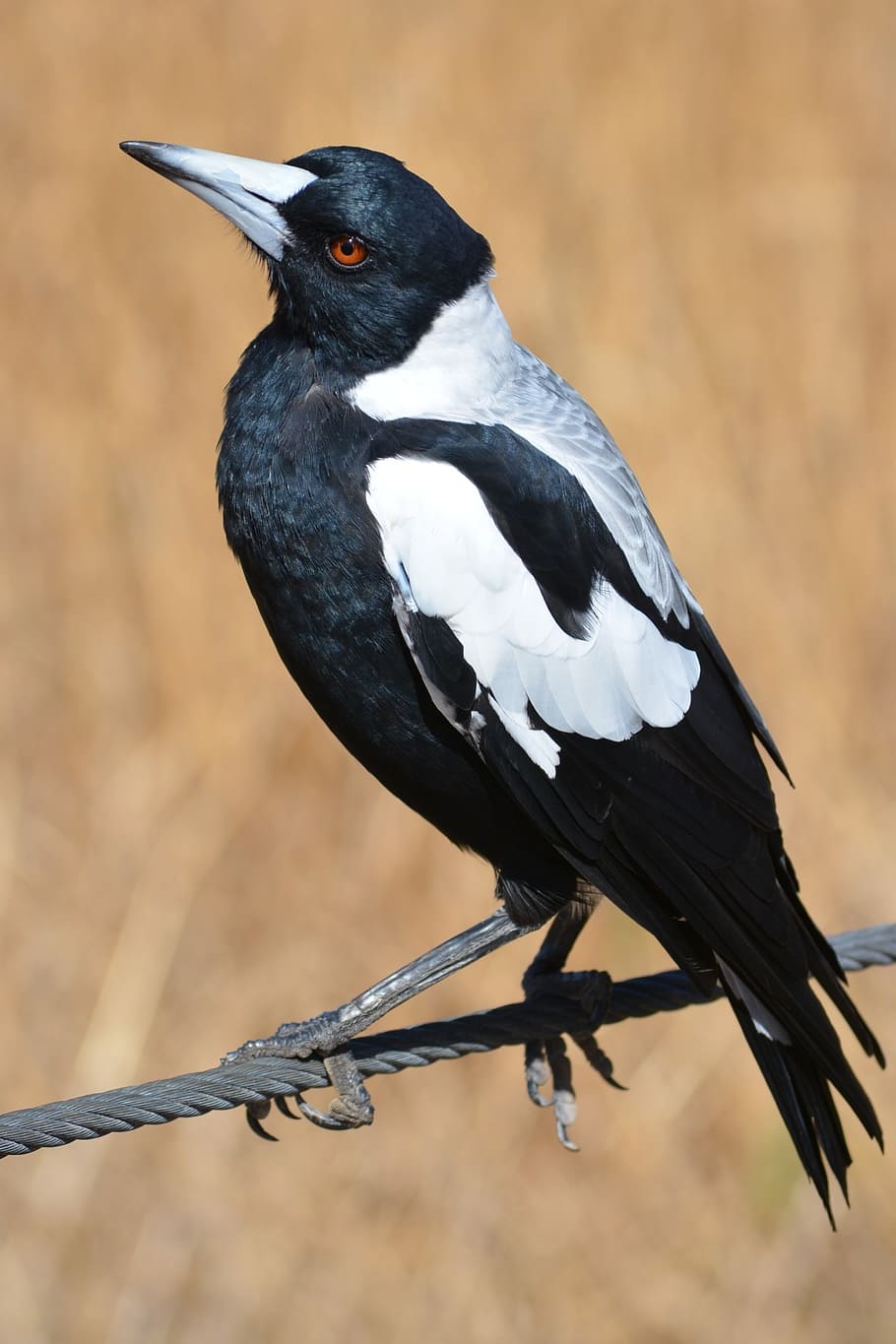 black and white crow, magpie, australian, nature, bird, birds, HD wallpaper