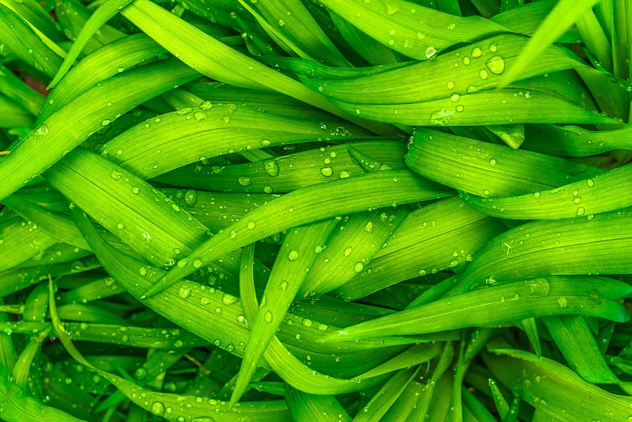 water drops on leaves, leaf, nature, green, spring, abstract HD wallpaper