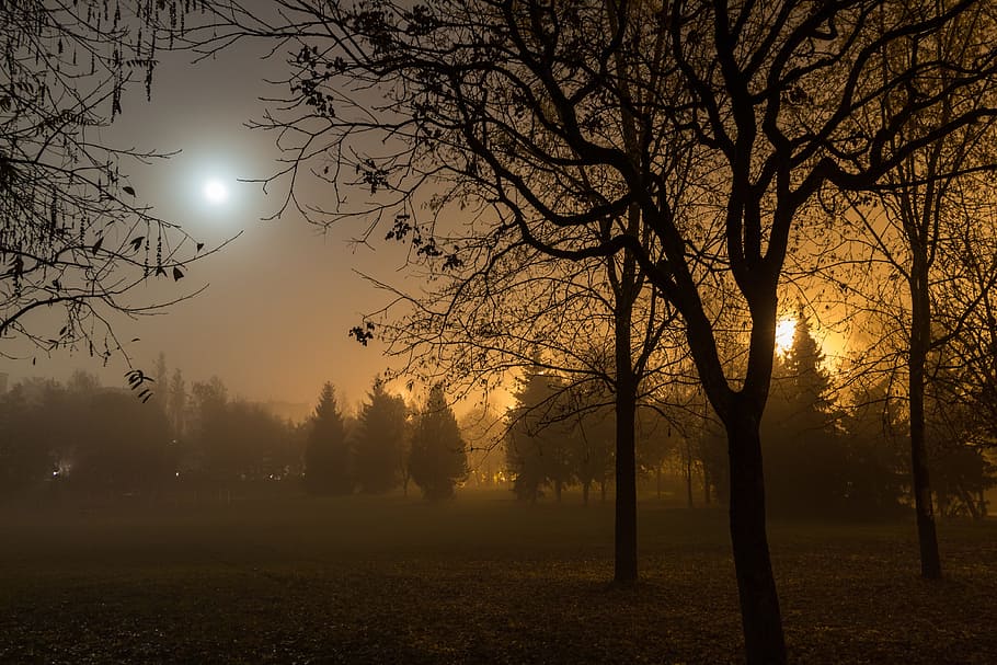 silhouette of bare trees, Autumn, Fog, Moon, Night, Lighting, HD wallpaper