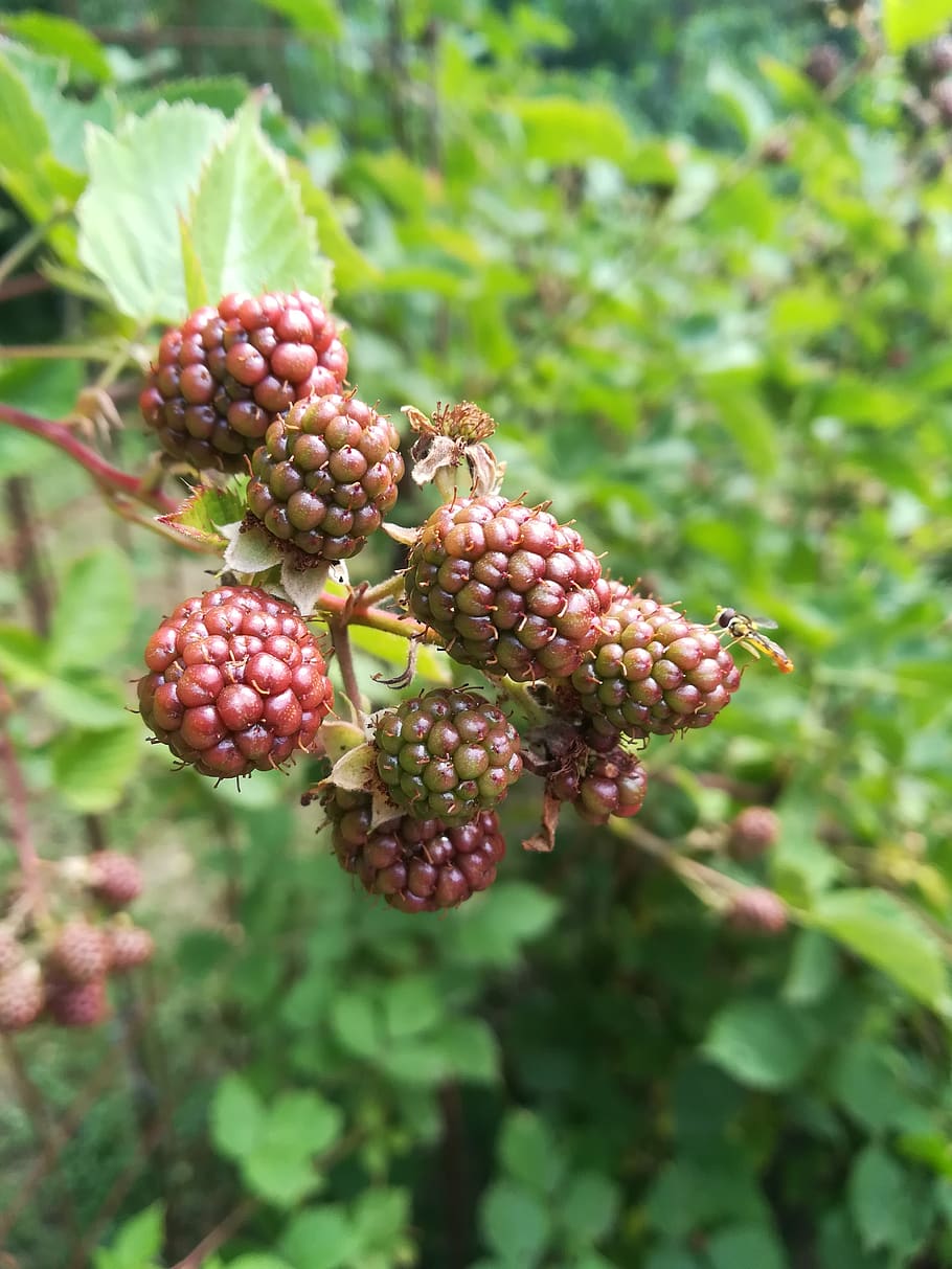 nature, forest, landscape, food, growth, food and drink, fruit HD wallpaper