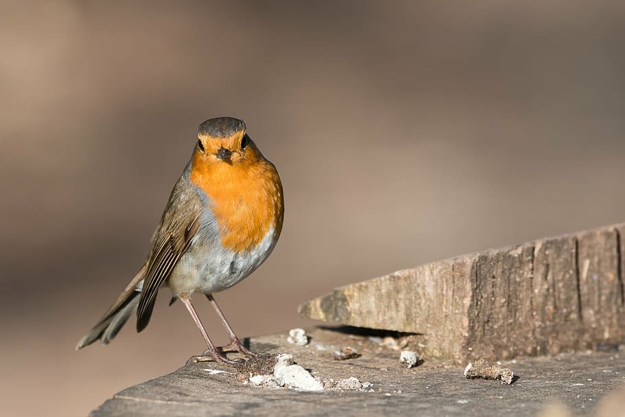 shallow focus photography of yellow and gray bird, robin, erithacus rubecula HD wallpaper