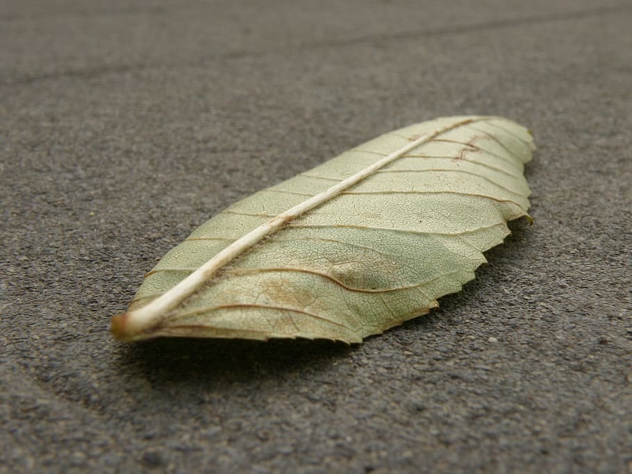 Sheet, Detail, Colored, Ash, leaf, close-up, fragility, no people HD wallpaper