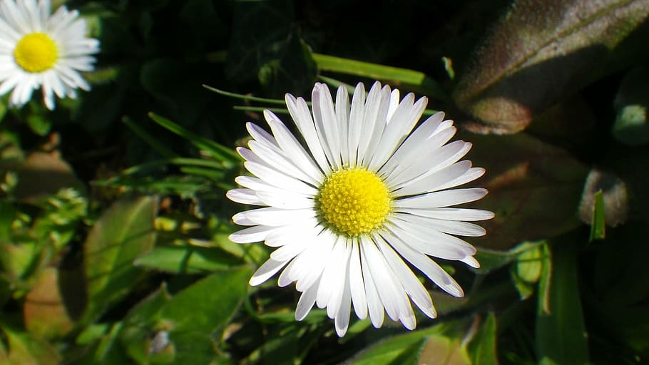 daisy, flower, nature, grass, petal, garden, spring, white HD wallpaper