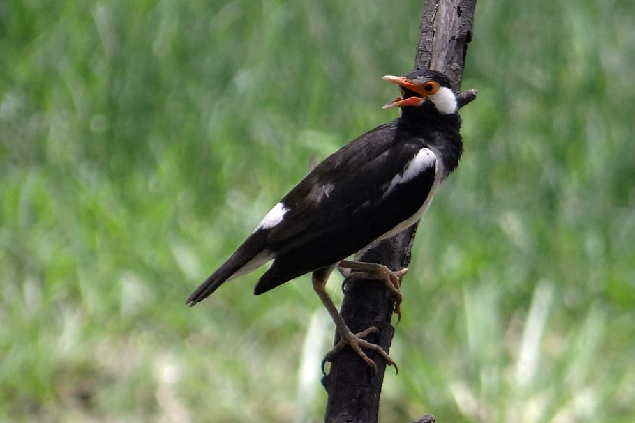 pied myna, starling, asian pied starling, gracupica contra, HD wallpaper