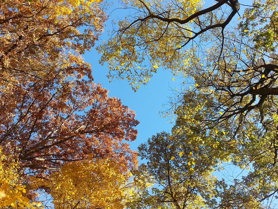 treetops, autumn, fall, sky, natural, seasonal, peaceful, low angle view HD wallpaper