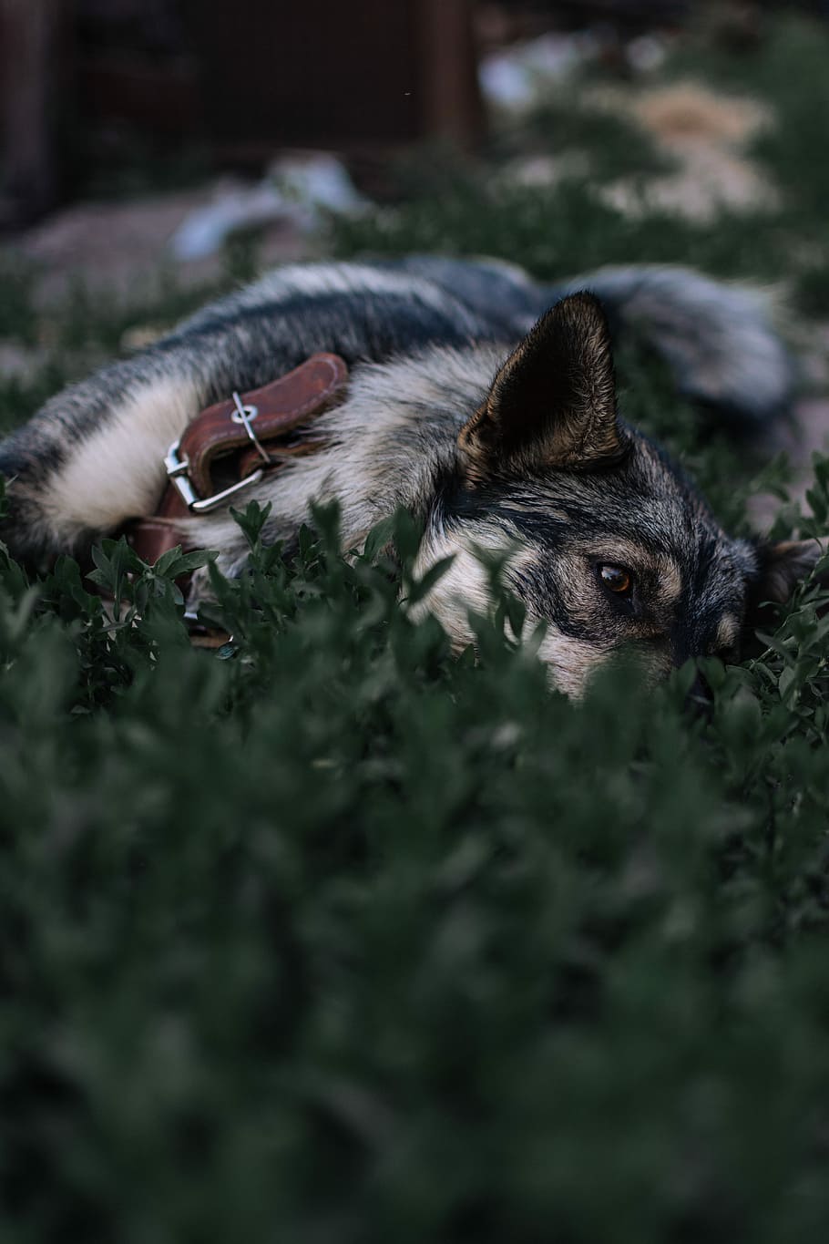 photo of dog laying on grass, short-coated brown and black dog lying on green grass field HD wallpaper