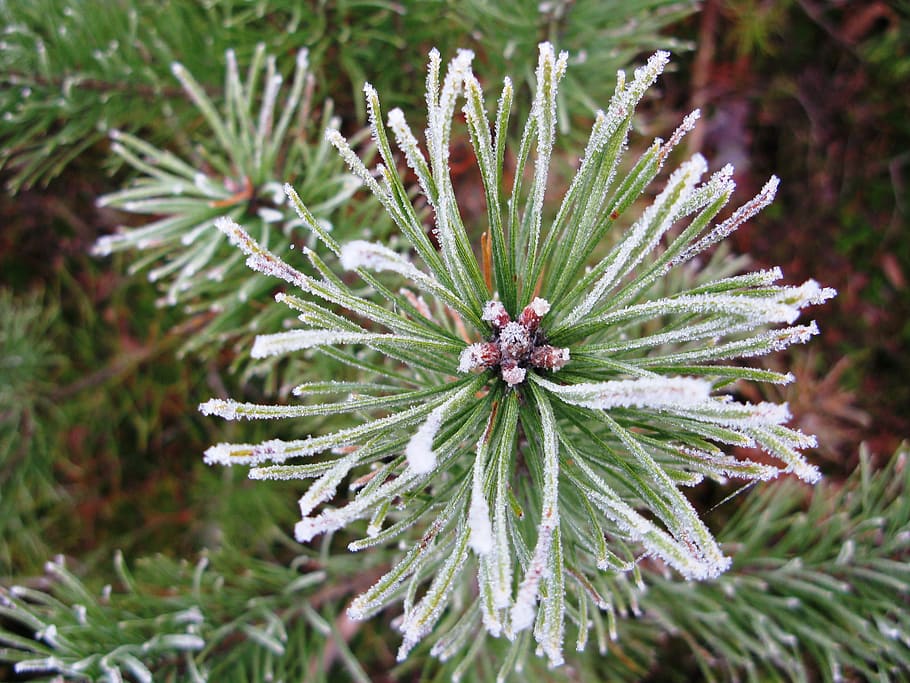 icing, winter, pine forest, frost, frozen, whites, cold, silver HD wallpaper