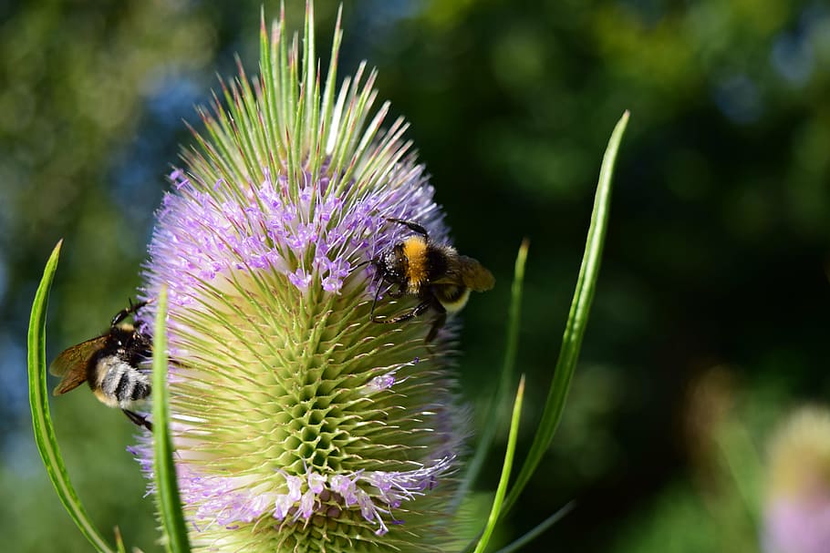 wild teasel, dipsacus fullonum, prickly, dipsacaceae, nature HD wallpaper