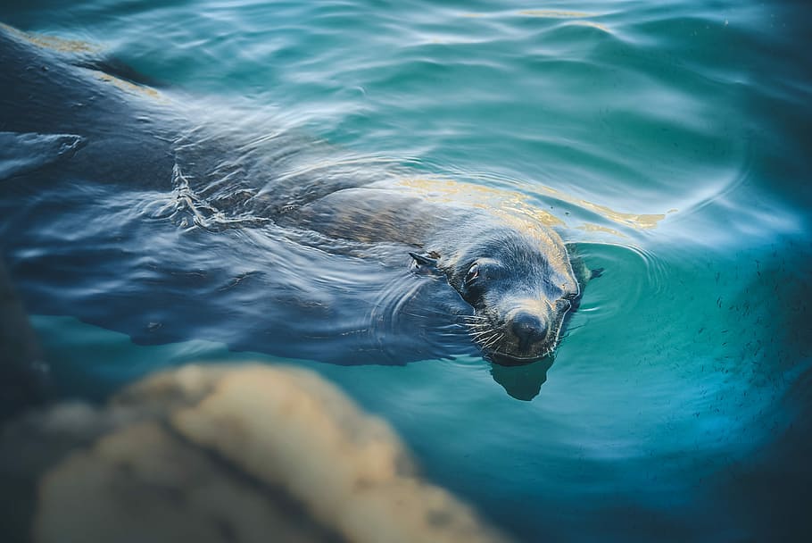 sealion swimming in water, black seal under body of water, ocean, HD wallpaper