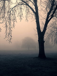 tree during fog, trees, spooky, mist, park, nature, dark, scary HD wallpaper