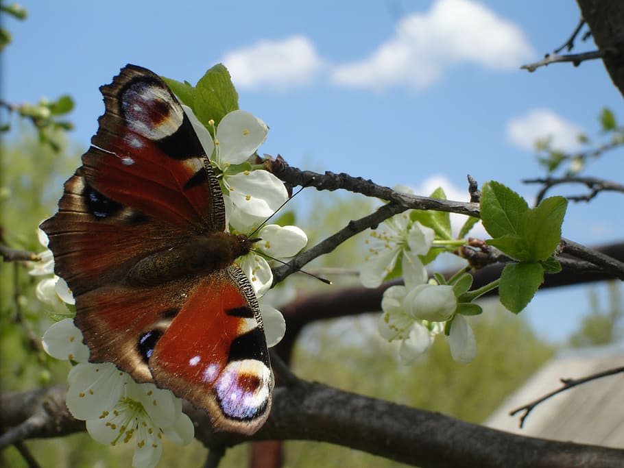butterfly, spring, nature, insect, butterfly - Insect, animal HD wallpaper