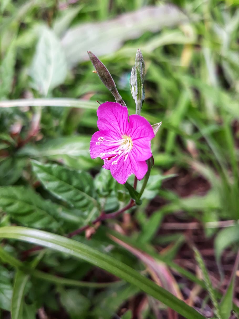 pink, wild, nature, flower, flowering plant, fragility, freshness HD wallpaper