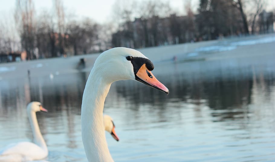swan, nature, water, animal, lake, poultry, winter, animals in the wild HD wallpaper