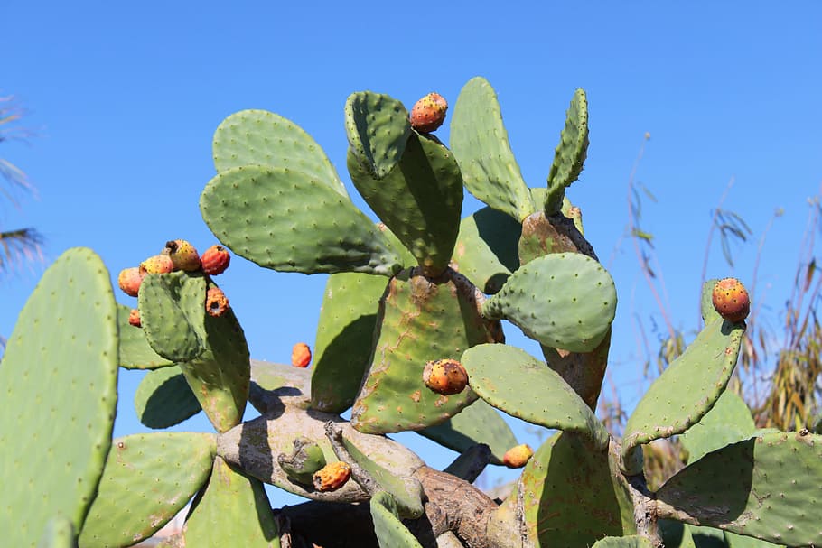 Cactus, Prickly Pear, Sting, Spain, nature, plant, prickly Pear Cactus HD wallpaper