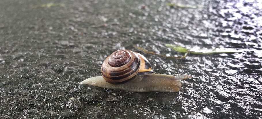 animal, snail, shell, probe, crawl, mucus, close, macro, macro photography HD wallpaper